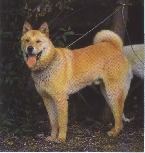 Jindo - Appearance - Known mixes
